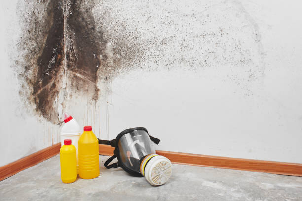 Perry, MI Mold Removal Company