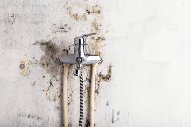 Best Mold Removal Company Near Me  in Perry, MI