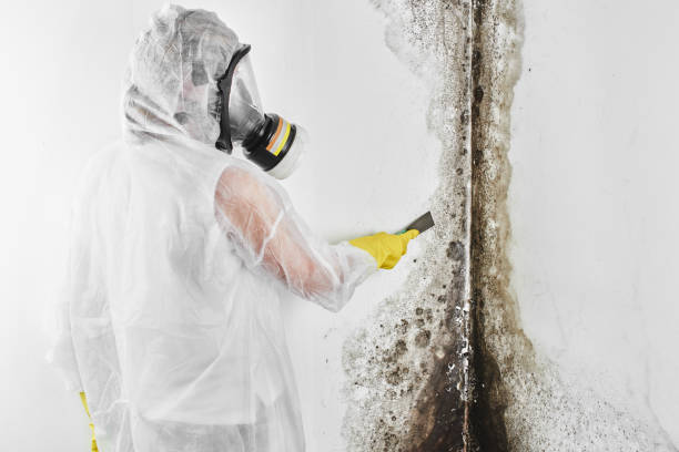 Best Attic Mold Removal  in Perry, MI