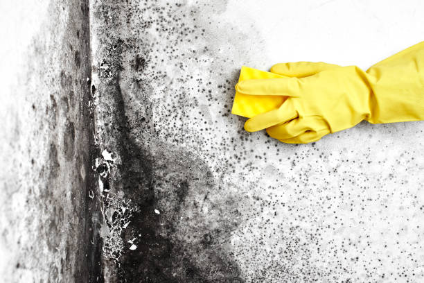 Best Mold Removal Process  in Perry, MI
