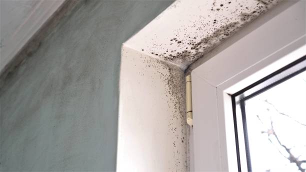 Office Mold Removal Services in Perry, MI