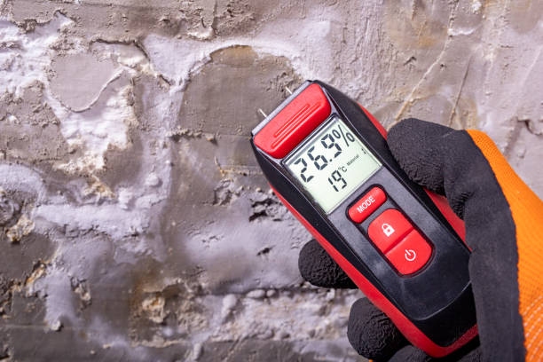 Best Mold Remediation  in Perry, MI