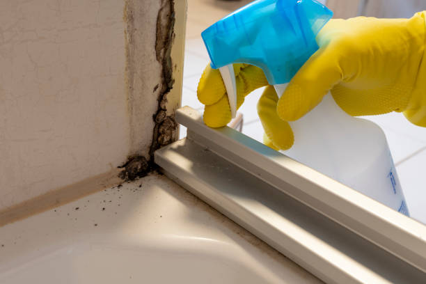 Office Mold Removal Services in Perry, MI
