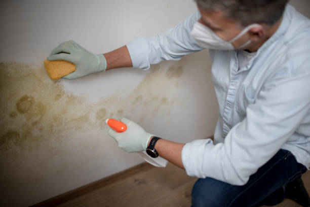 Attic Mold Removal in Perry, MI
