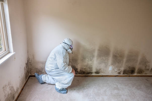 Best Local Mold Removal Service  in Perry, MI