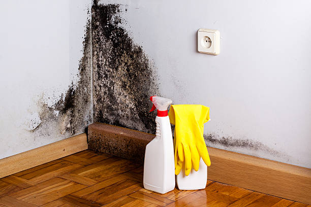 Best Home Mold Removal  in Perry, MI