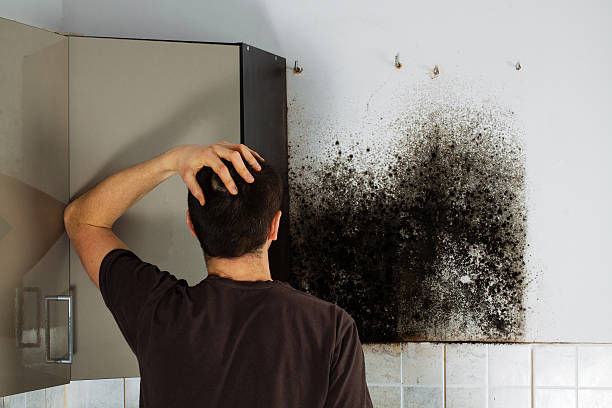 Best Black Mold Removal  in Perry, MI