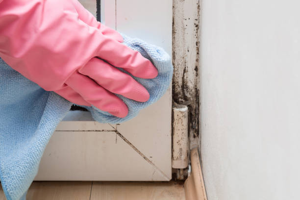 Best Mold Cleaning Services  in Perry, MI