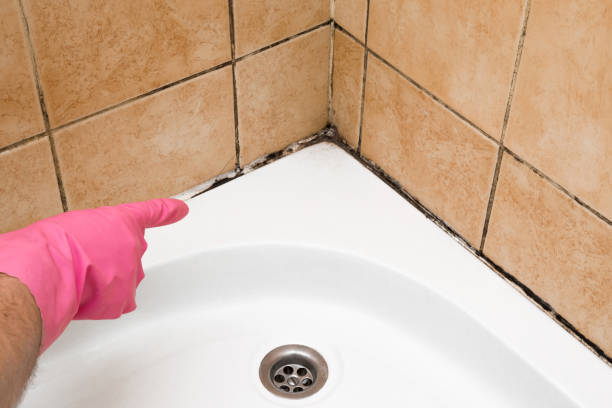 Trusted Perry, MI Mold Removal Experts
